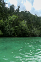 Green river through the dense jungle in the frorest of Raja Ampat, West Papua province, Indonesia