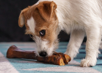 The puppy eats a bone on the carpet. Dog Jack Russell Terrier.