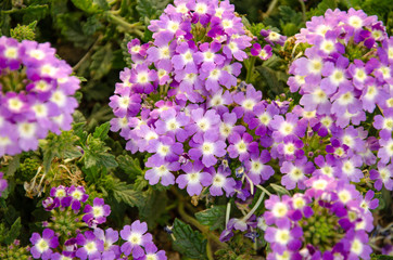 Obraz premium bluish purple flowers closeup. beautiful flower garden in the courtyard of the house. Primula scotica.