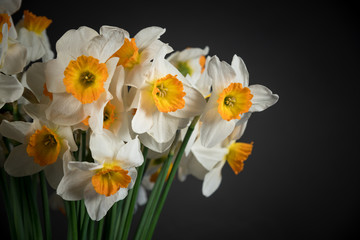 Obraz na płótnie Canvas bunch of daffodils