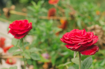 .Fresh flowers in the flowerbed.