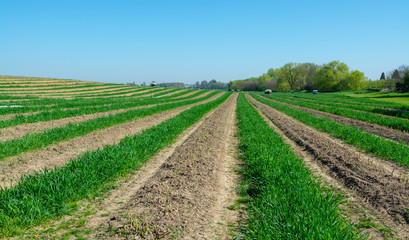 Fototapeta na wymiar Green asparagus sprouts growing on farm field in Limburg, Belgium
