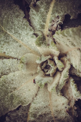 .Fluffy leaves of green growth.Mullein