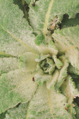 .Fluffy leaves of green growth.Mullein