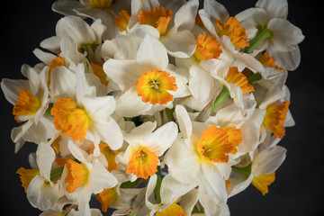 Obraz na płótnie Canvas bunch of daffodils