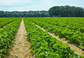 Fototapeta na wymiar Green spring fields with rows of strawberry plants