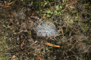 .cloudy weather, old grass, spider webs on the grass