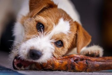 The puppy eats a bone on the carpet. Dog Jack Russell Terrier.