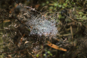 .cloudy weather, old grass, spider webs on the grass
