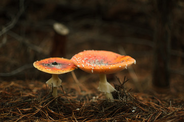 .mysterious forest mushroom fly agaric