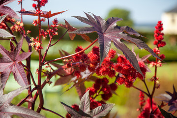 Flowers and leafs of Ricinus communis on sunny day in the garden
