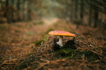 .mysterious forest mushroom fly agaric