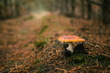 .mysterious forest mushroom fly agaric