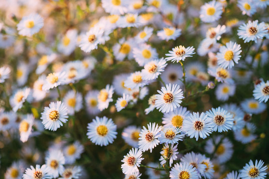Blooming Aster Perennial Flowering Plants In The Family Asteraceae. Bush In Autumn Season