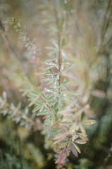 .mysterious forest, clearings, flowers