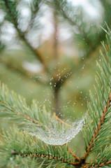 .Christmas tree branches on a spider web branch in dew drops