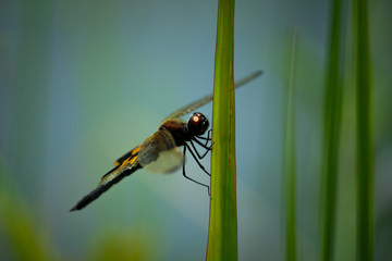 Macro yellow-striped flutterer dragonfly resting on blade of grass in summer beside pond