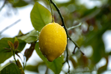 Ripe yellow lemons citrus fruits growing on thee