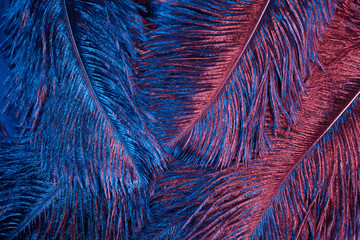 Neon glowing feathers of a bird background. Flat lay.