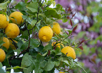 Ripe yellow lemons citrus fruits growing on thee