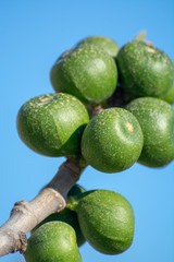 Green unripe fig fruits growing on tree