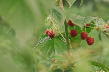 Green bush raspberries. Red berries, juicy. spring
