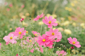 Obraz na płótnie Canvas .Fresh flowers in the flowerbed.