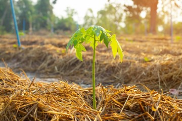Papaya tree seedling growing with sunlight 