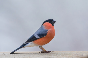 Eurasian bullfinch pyrrhula pyrrhula male sitting on dry branch