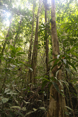 Fototapeta premium the dense jungle in the frorest of Raja Ampat, West Papua province, Indonesia