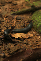 Spineplate Millipedes (Harpagophoridae) or hundreds feet on the ground.