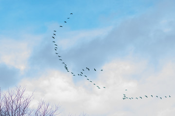 A string of birds in the sky with the ability to overlay in various modes.