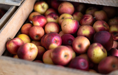 Ripe red-yellow apples in boxes
