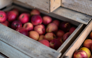 Ripe red-yellow apples in boxes