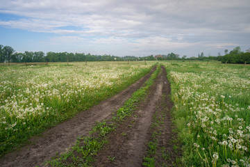 Fototapeta na wymiar polna droga i łąka pełna dmuchawców wiosenny poranek