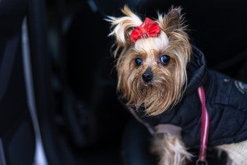 Yorkshire Terrier in the backseat of a car