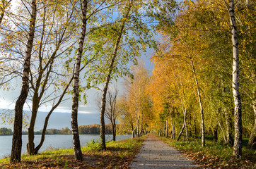 Autumn landscape. Birch grove on the coast lake. Bright colors at sunset. Great place to walk or picnic. In the distance, gray rain clouds are visible.