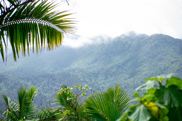 Fototapeta na wymiar Top of Mountain Peaks in El Yunque Rainforest