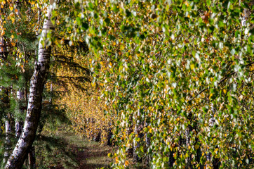 Autumn landscape. Birch grove on the coast lake. Bright colors at sunset. Great place to walk or...