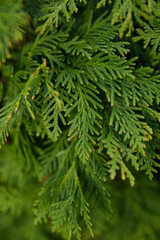 Closeup of Beautiful green leaves of Thuja trees on green background. Thuja twig, Thuja occidentalis is an evergreen coniferous tree. Platycladus orientalis, also known as Chinese thuja