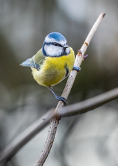 Blue Tit (Cyanistes caeruleus) 