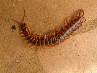 Scolopendre appelé mille pattes - Guyane française