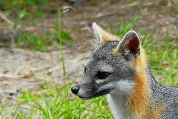 Naklejka na ściany i meble Gray fox (Urocyon cinereoargenteus)