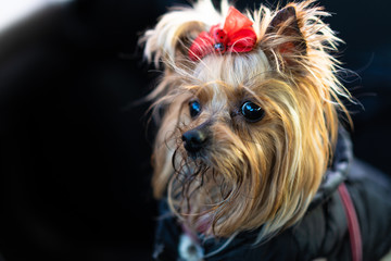 Naklejka premium Yorkshire Terrier dog in clothes sits in a car