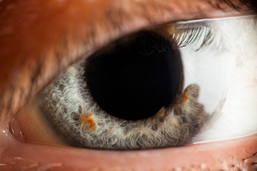 Close-up of the human eye. Gray iris in macro.