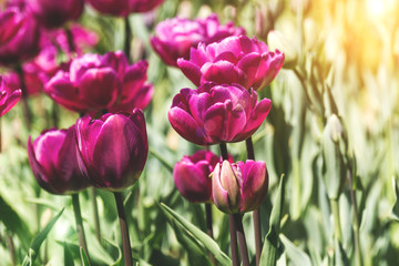Tulip buds in soft light on blurred background spring season Floral background