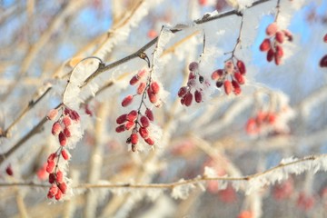 Frosty morning, ripe berries of barberry.
