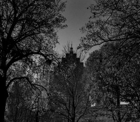 Midtown Atlanta through the trees