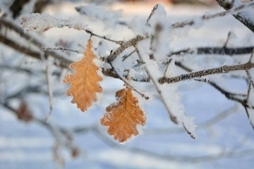 Morning walk through the forest on a frosty day.