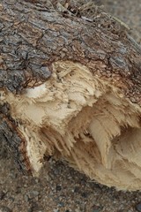Broken by weight of Winter snow and gusty Southern Mojave Desert wind, Yucca Brevifolia, a native in Joshua Tree National Park, reveals inner tissues, which have a fibrous appearance.